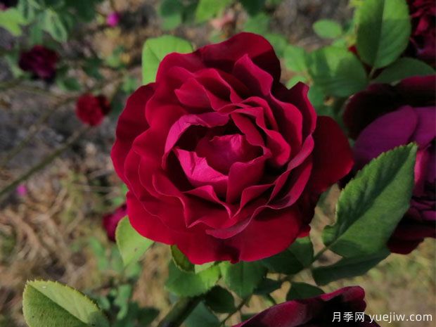 賈博士的紀(jì)念月季/紀(jì)念阿方斯拉瓦萊埃月季(圖1)