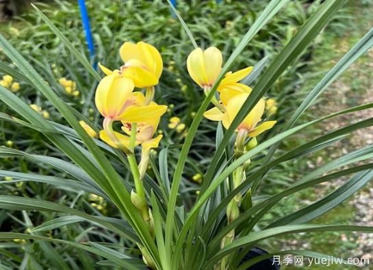 蘭花常見病害喲哪些？如何識別與防治？(圖1)