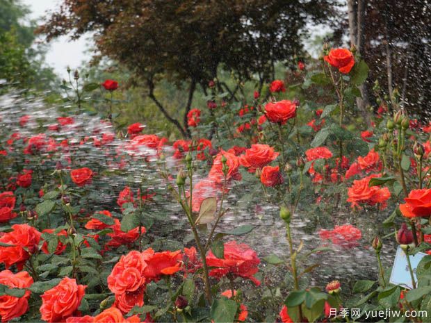 種植月季2000多萬株，鄭州打造月季花城(圖1)