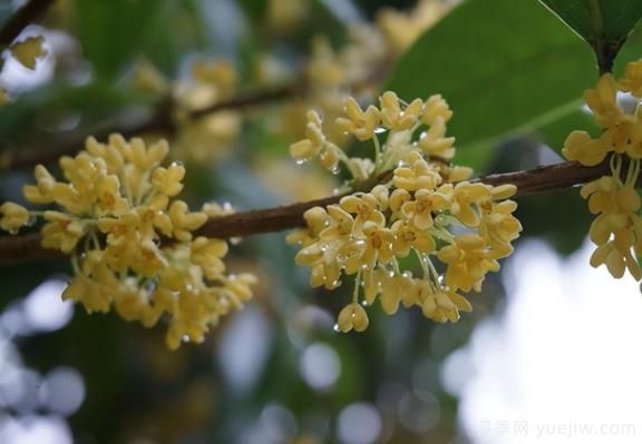 桂花樹和山月桂的區(qū)別有哪5點？(圖1)