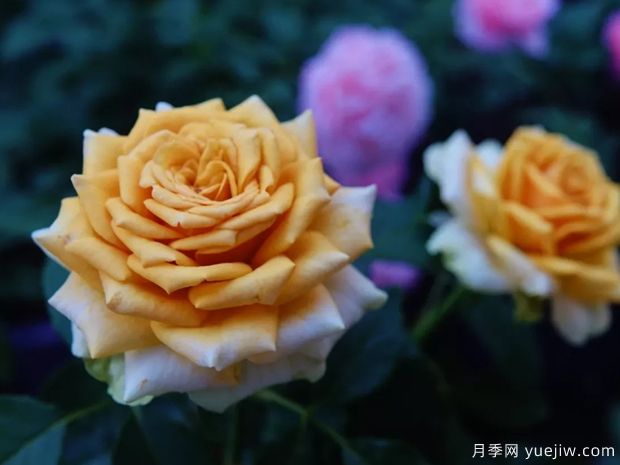10月北方氣溫驟降，苗木應該如何養(yǎng)護管理？(圖1)
