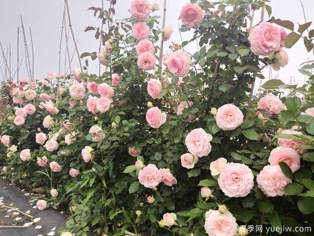 植物間也會相克，園林綠化應(yīng)重視(圖1)