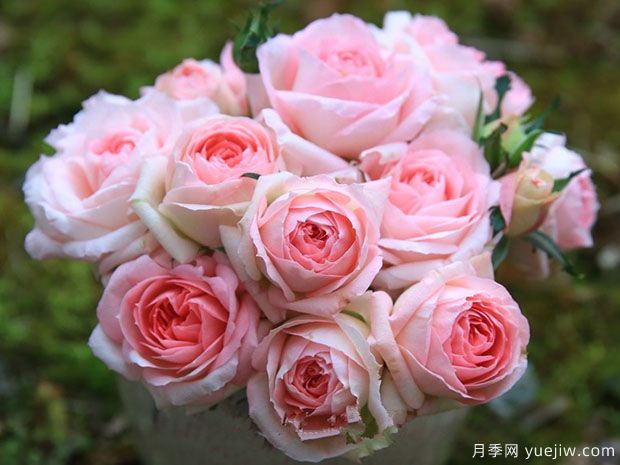 月季夏花丑，這4個品種試試，夏花美比春花(圖1)