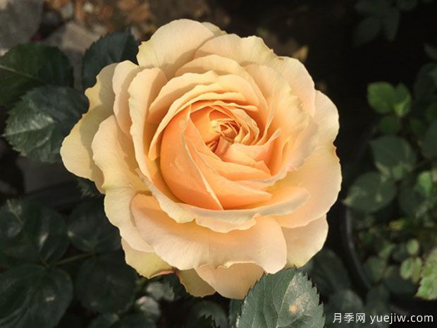 木星王陽臺月季(圖4)