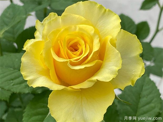 就是她，集優(yōu)點于一身的貝殼月季(圖1)