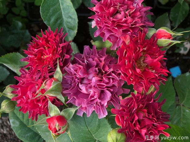 紅茶??录?圖1) 紅茶??录?圖1)