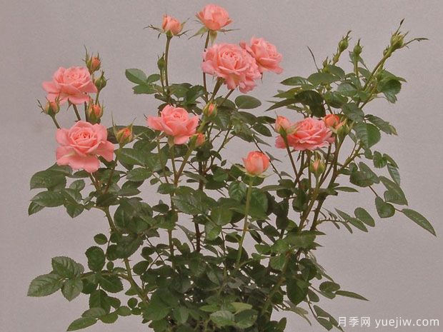 三文魚(yú)陽(yáng)臺(tái)月季(圖4)
