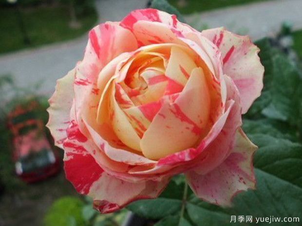 狂歡派對(duì)月季/毛茛之舞月季(圖4)