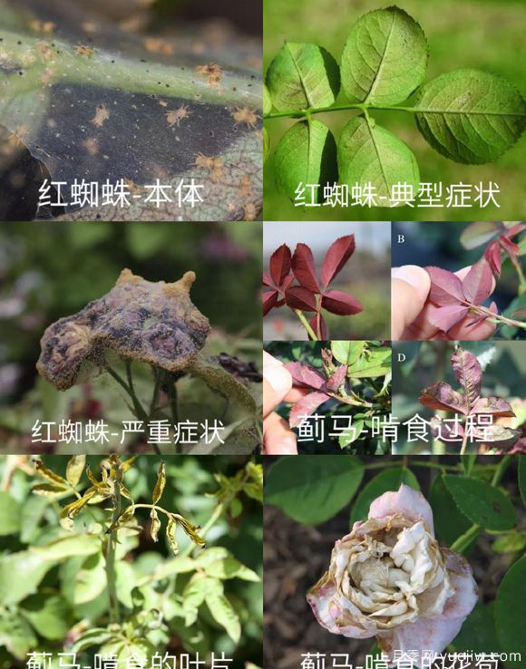 全面的月季蟲(chóng)害圖鑒，癥狀判斷和防治用藥(圖1)