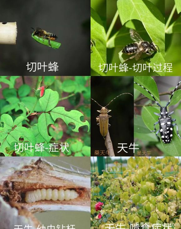 全面的月季蟲(chóng)害圖鑒，癥狀判斷和防治用藥(圖2)