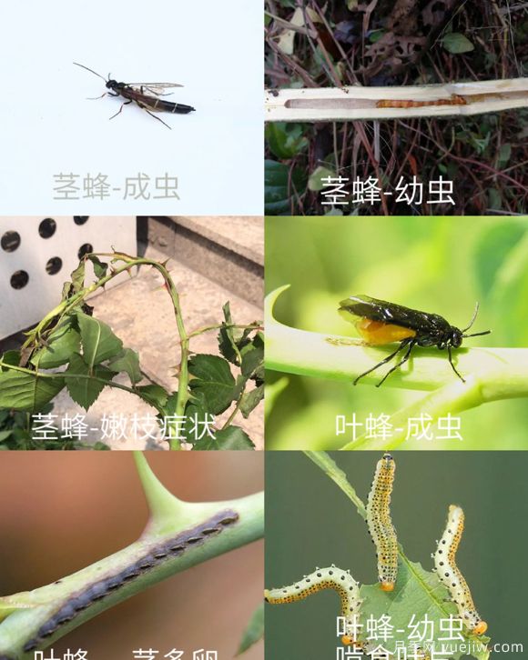全面的月季蟲(chóng)害圖鑒，癥狀判斷和防治用藥(圖3)