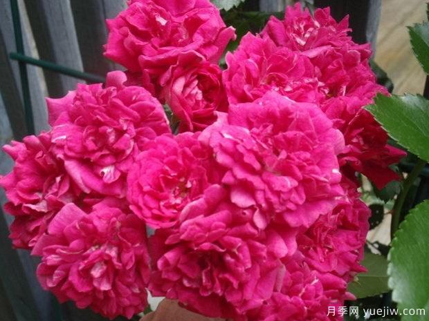 超級?？巳麪査_月季(圖3)