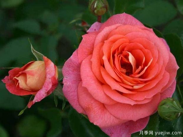 夏日陽(yáng)光月季/夏陽(yáng)月季(圖2)