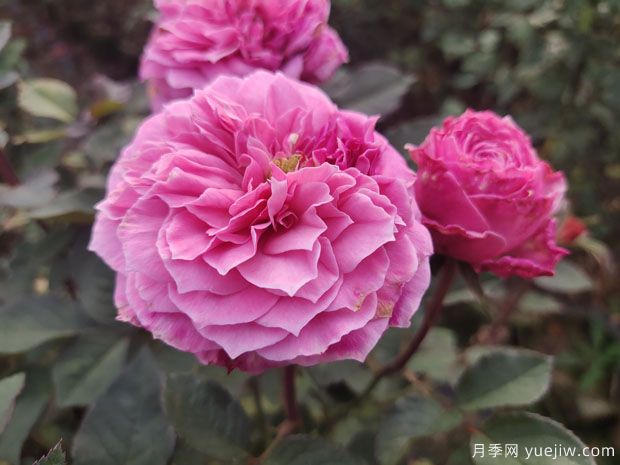 花盆種月季如何長(zhǎng)好？挑品種澆好水施好肥(圖1)