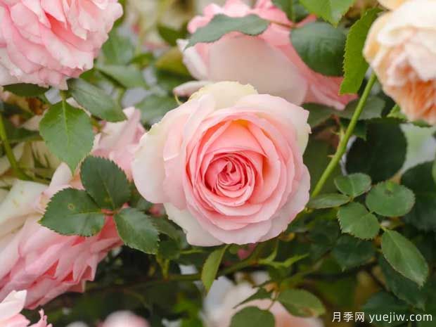 月季花如何施肥能花多色艷？月季施肥時(shí)間注意點(diǎn)(圖1)