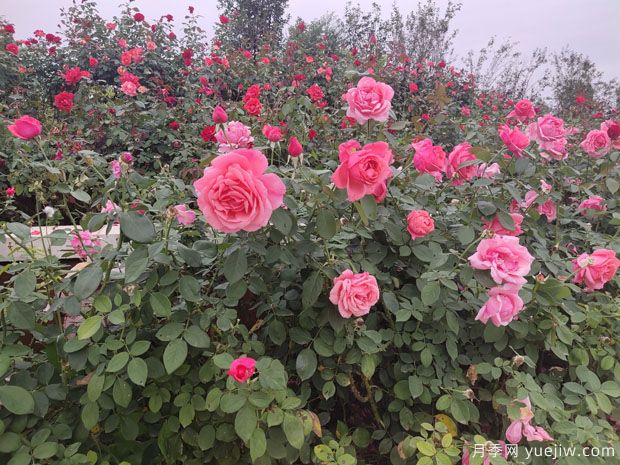 月季多年老化后開花少又小怎么辦？做好修剪就可以了(圖1)