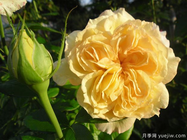 夏日時光月季/陽光浪漫月季(圖2)