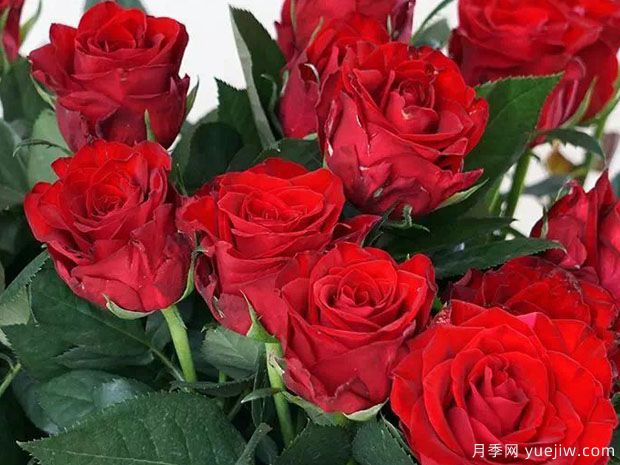 卡馬拉月季的優(yōu)缺點是什么？(圖1)