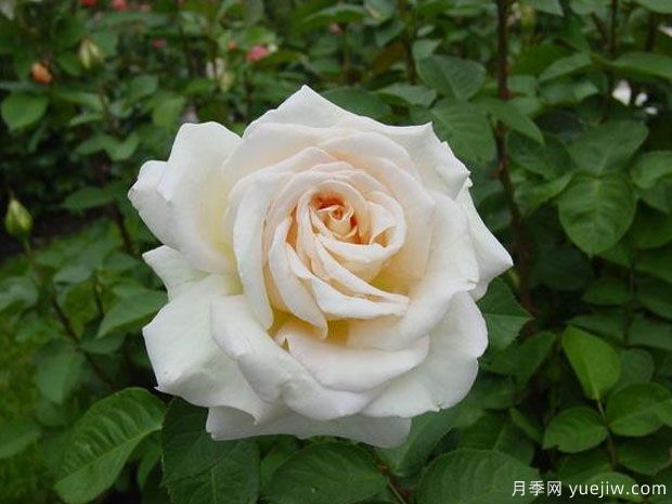 嬌蘭百樂(lè)花園月季/百花樂(lè)園月季(圖2)