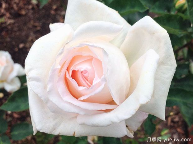 嬌蘭百樂(lè)花園月季/百花樂(lè)園月季(圖1)