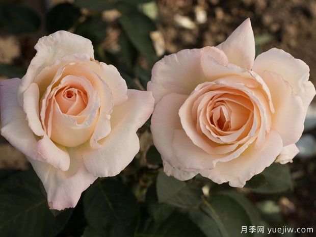 嬌蘭百樂(lè)花園月季/百花樂(lè)園月季(圖3)