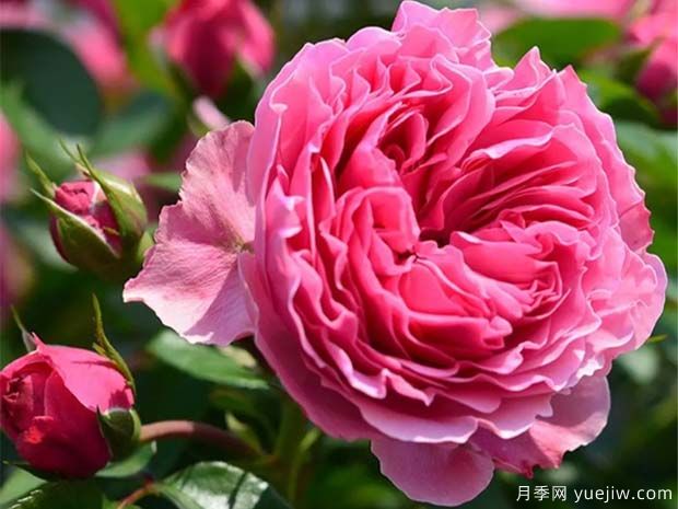 月季怎樣換盆？月季花換盆辦法(圖1)
