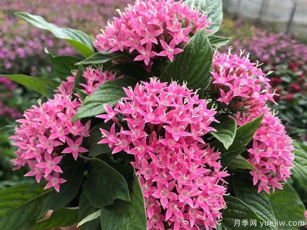 月季花花期長，養(yǎng)花還有哪幾種花期可達半年？(圖2)