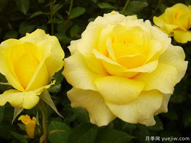 金牌月季的優(yōu)缺點是什么？(圖1)