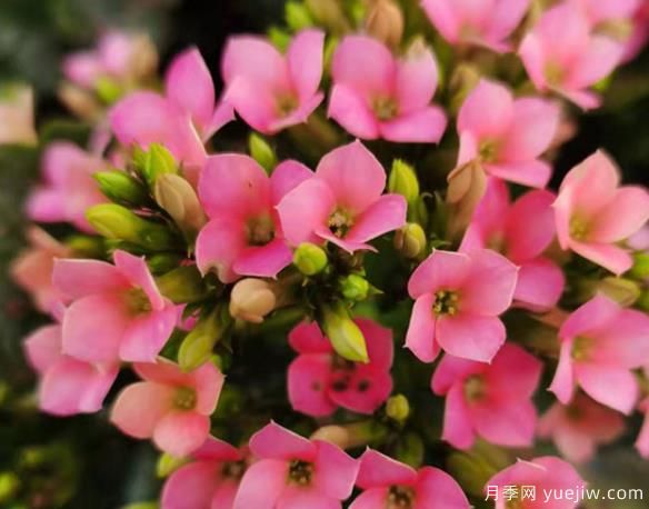 長壽花冬天怎么養(yǎng)護(hù)？解決凍傷不開花消苞的辦法(圖1)