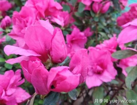  如何把杜鵑花養(yǎng)好？做好四點，花開熱情四季可賞(圖1)