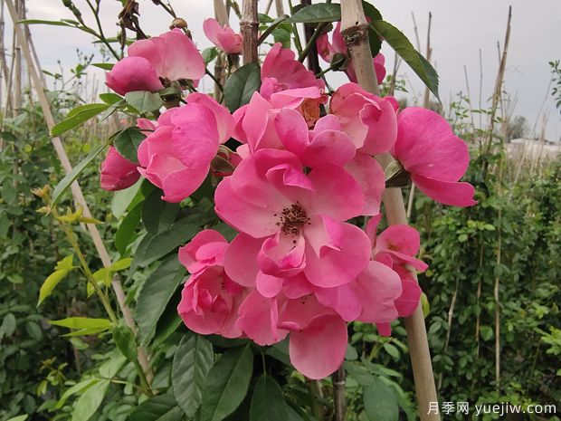 北方常見的4個(gè)耐寒花卉是什么？月季牡丹芍藥鐵線蓮(圖1)