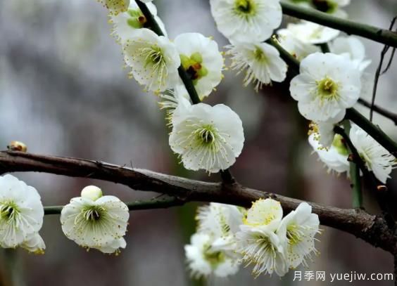綠萼華--梅花珍品，詩(shī)歌贊分享(圖1)