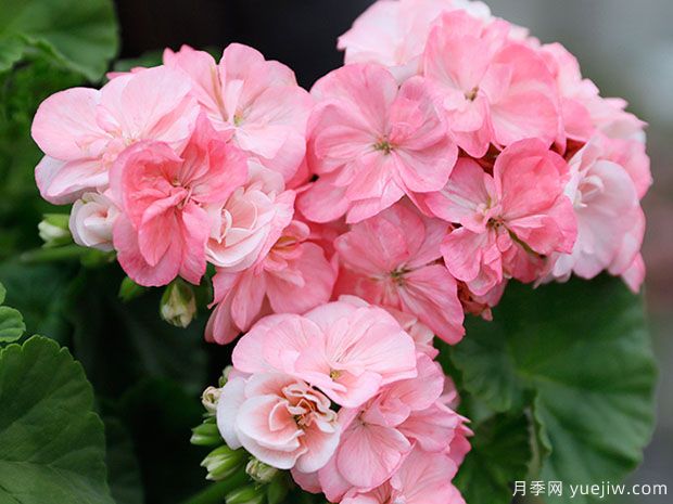 推薦給新人三種花卉，好養(yǎng)好看(圖1)