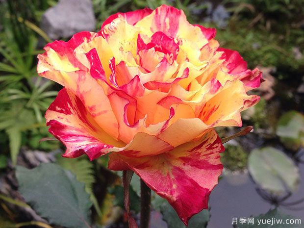 萬(wàn)花筒月季/萬(wàn)花鏡月季(圖1)