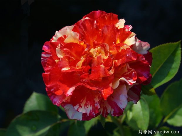 萬(wàn)花筒月季/萬(wàn)花鏡月季(圖2)
