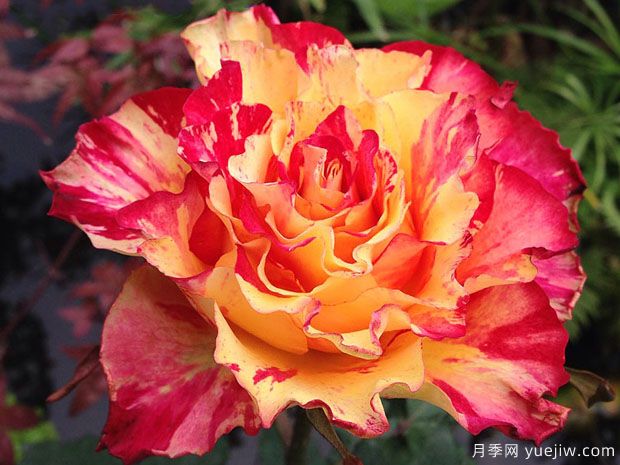 萬(wàn)花筒月季/萬(wàn)花鏡月季(圖3)