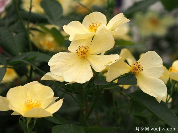 姍姍而來(lái)月季/溫柔的托特琳月季(圖3)