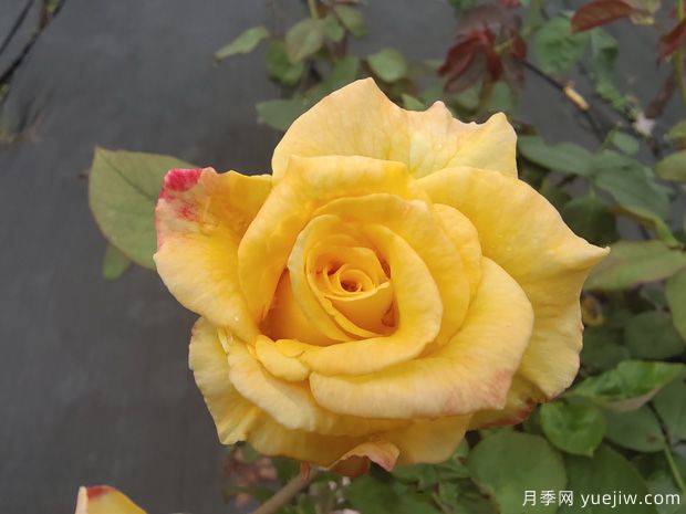 黃玫瑰代表什么意思？黃玫瑰寓意？黃玫瑰的花語是什么？(圖1)