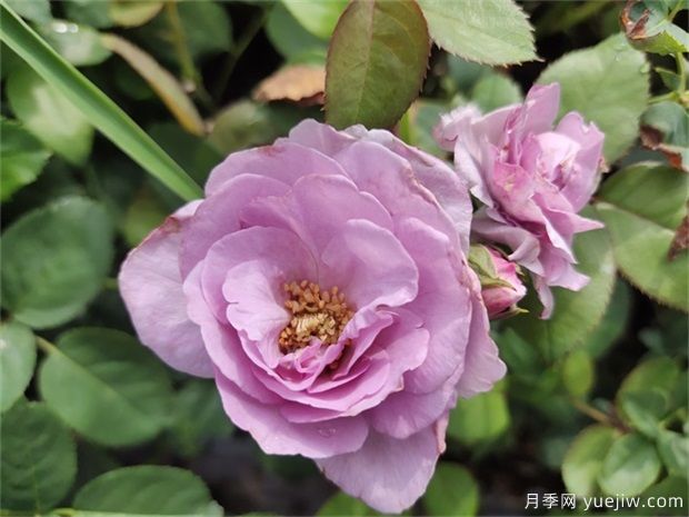 藍(lán)玫瑰花語(yǔ)是什么？藍(lán)玫瑰代表什么意思？(圖1)