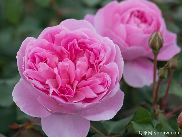 分享20款粉色月季，甜蜜來襲一眼就愛上(圖4)