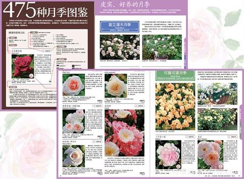 月季圖書(shū)：入谷伸一郎《月季圖鑒與栽培養(yǎng)護(hù)指南》(圖2)