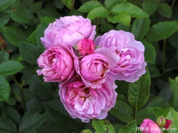 薰衣草花環(huán)月季的優(yōu)缺點是什么？(圖1)
