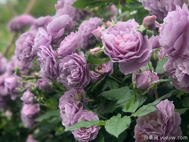精選10個月季，紅黃粉白橙紫藍綠復色款月季花佩奇(圖3)