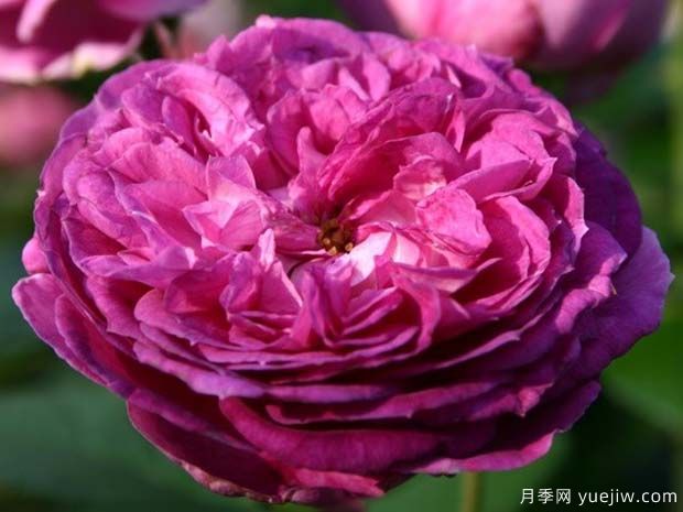 香水花環(huán)月季/香水門(mén)廊(圖1)