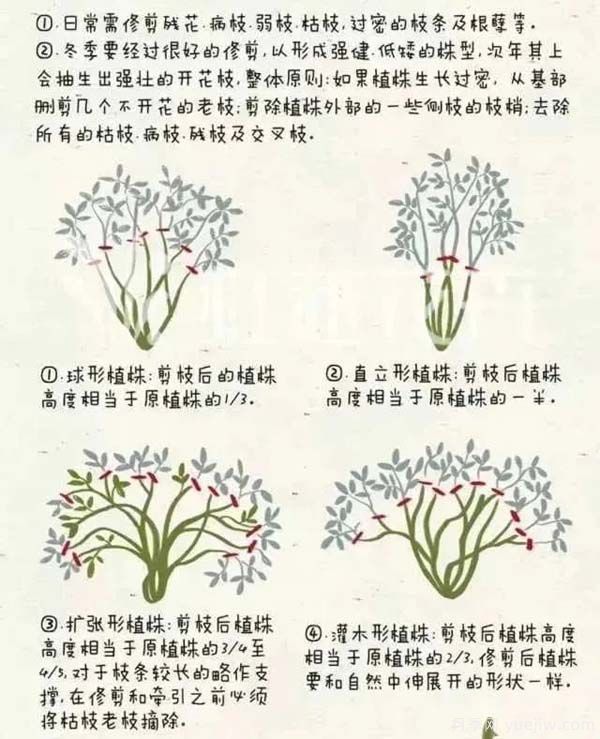2月是月季的***后冬剪時間，來份月季修剪寶典(圖2)