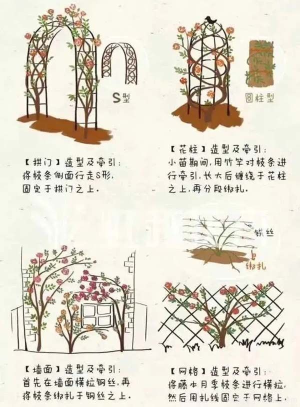 2月是月季的***后冬剪時間，來份月季修剪寶典(圖4)