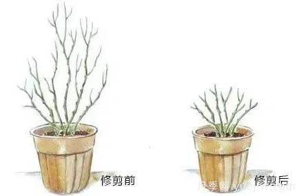 2月是月季的***后冬剪時間，來份月季修剪寶典(圖3)