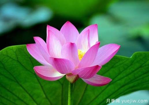 常見(jiàn)水生植物有哪些？35種匯集(圖1)