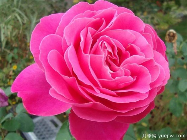 月季花朵開(kāi)的比臉大，掌握5個(gè)因素有驚喜(圖1)