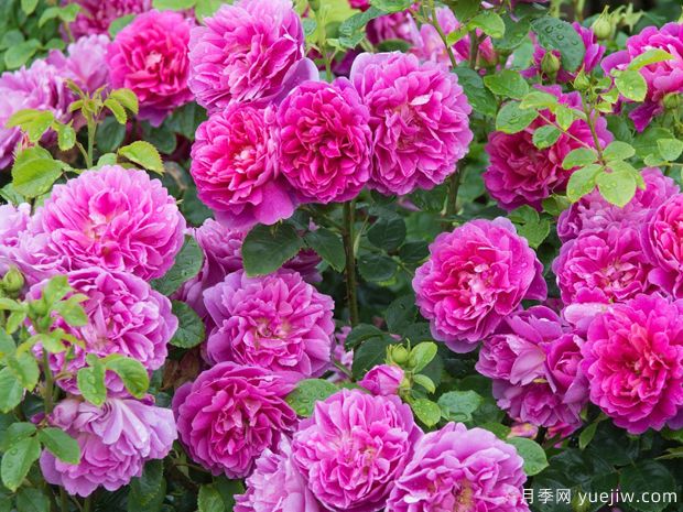 薔薇花該如何種植養(yǎng)護(hù)？一文講明白(圖1)